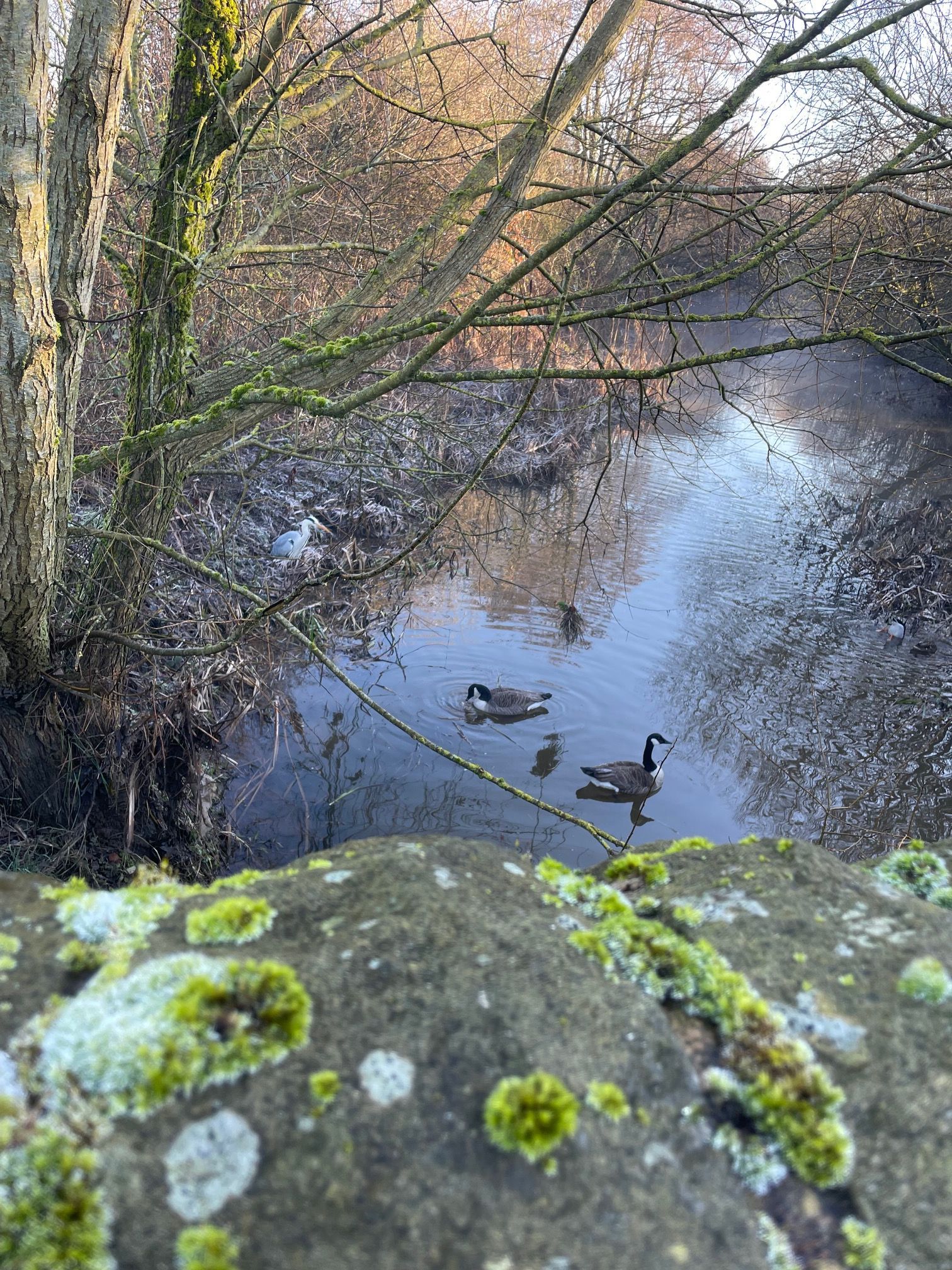 Geese on Sale Water Park